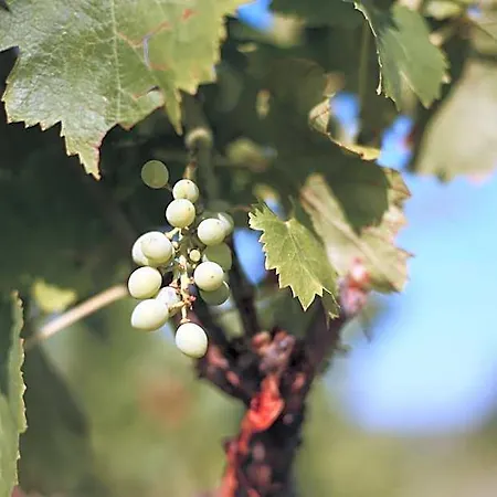 Domaine Mas Pigne 2* Sauve
