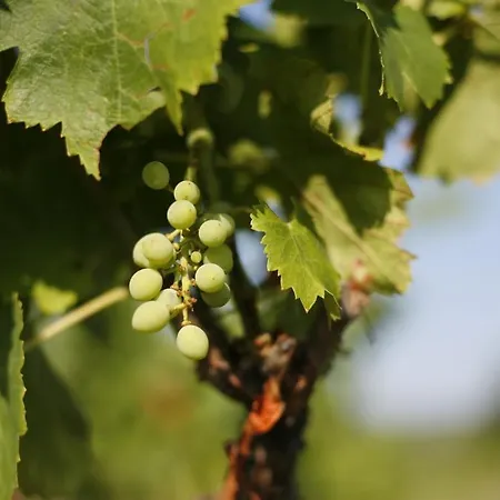Отель Domaine Mas Pigne