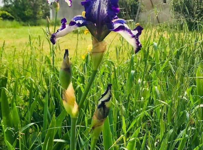 Domaine Mas Pigne فندق
